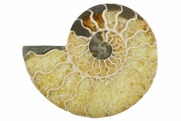Cut & Polished Ammonite Fossil (Half) - Madagascar #354191